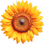 Sonnenblume