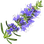 Hyssop