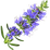 Hyssop