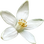 Mandarin  orange blossom