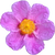 Cistus
