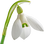 Snowdrop