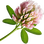Clover