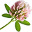 Clover