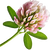 Clover