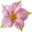 Tabakblüte