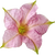 Tabakblüte