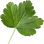 Gooseberry leaf