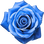 blaue Rose