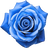 Blue rose