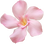 Oleander