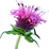 Monarda
