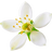 Neroli