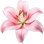 Pink lily