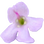 Thymianblüte