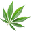 Cannabis