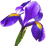 Iris tingitana
