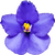 African violet