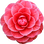 Camellia