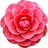 Camellia