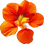 Nasturtium