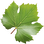 Grape leaf