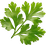 Coriander