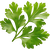 Coriander