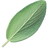 Sage
