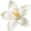 Grapefruit blossom