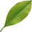 Clove leaf