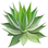 Agave