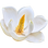 Southern magnolia