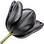 schwarze Tulpe