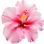 Hibiskus