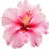 Hibiskus