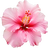 Hibiskus