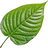Indian betel leaf