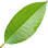 Champaca leaf