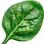 Spinach