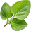 Oregano