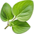 Oregano