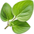 Oregano
