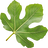Feigenblatt