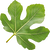 Fig leaf