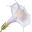Datura