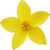 Texas yellow star