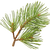 Pine needle
