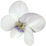 White violet