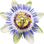 Passion flower